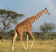 TANZANIA TOURS & WILDLIFE SAFARIS