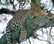 KENYA LODGE SAFARIS & TOURS